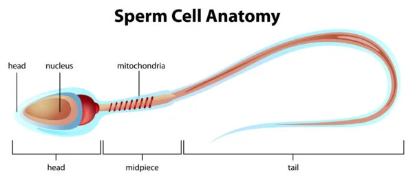 Interpretación de un análisis de semen: valores normales y qué significan