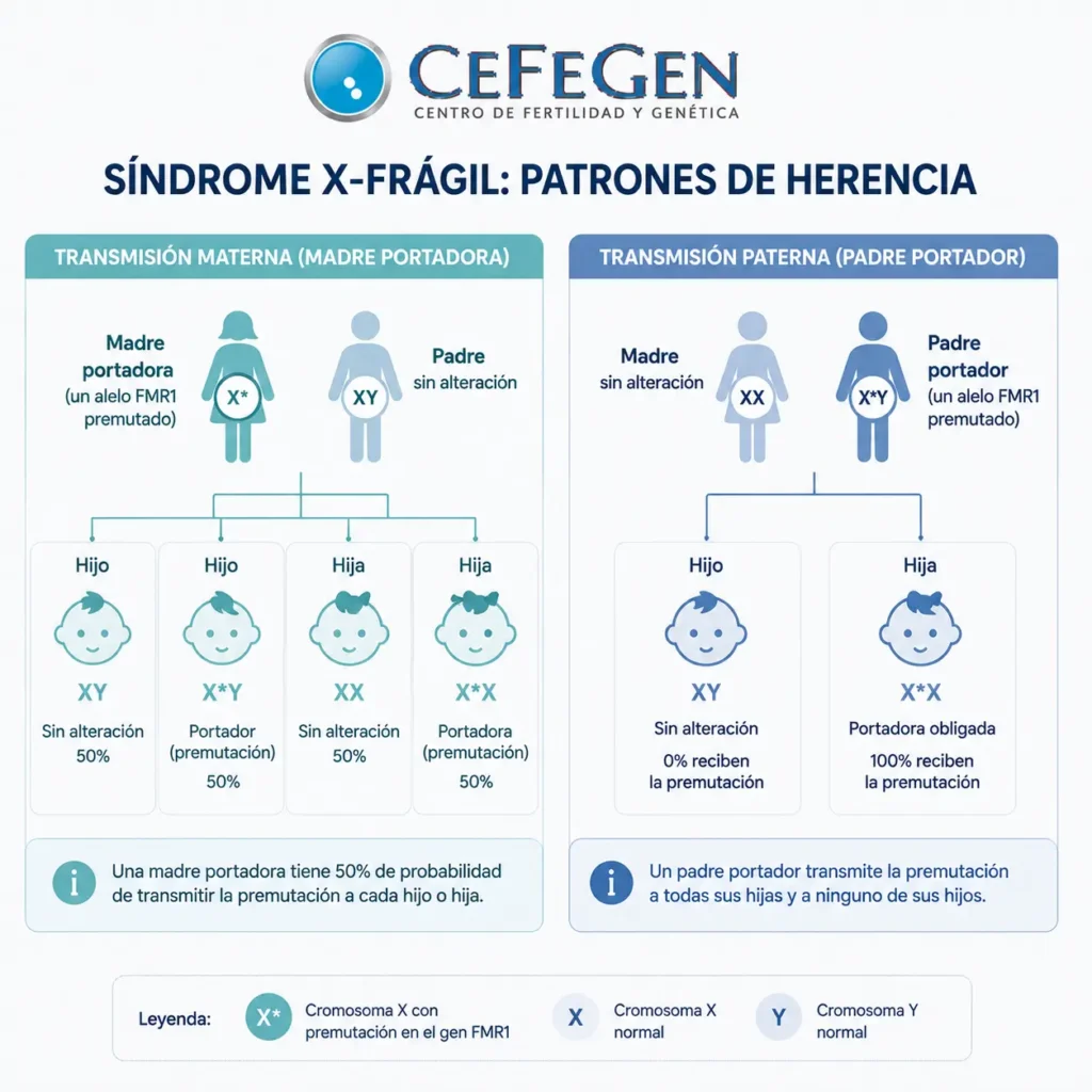 patrones de herencia x-frágil
